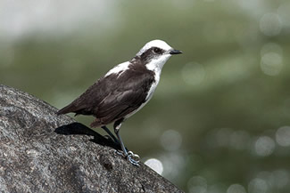 Witkopwaterspreeuw - Cinclus leucocephalus