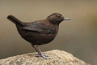 Zwarte waterspreeuw - Cinclus pallasii