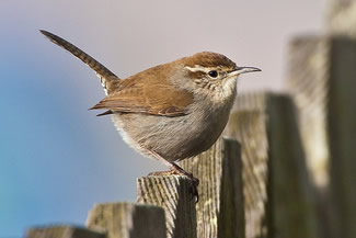 Bewicks winterkoning - Thryomanes bewickii Bewicks winterkoning - Thryomanes bewickii
