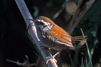 Browns winterkoning - Thryorchilus browni Browns winterkoning - Thryorchilus browni
