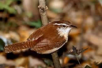 Carolina-winterkoning - Thryothorus ludovicianus Carolina-winterkoning - Thryothorus ludovicianus