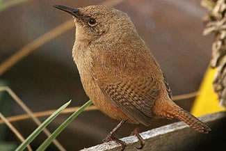 Cobbs winterkoning - Troglodytes cobbi Cobbs winterkoning - Troglodytes cobbi