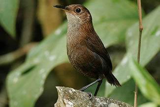 Dunsnavelwinterkoning - Hylorchilus sumichrasti