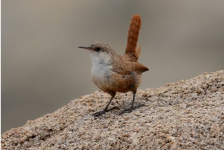 Kloofwinterkoning - Catherpes mexicanus