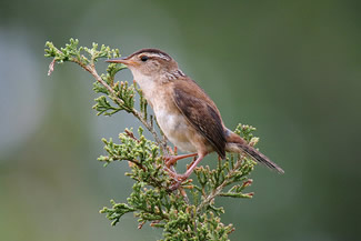 Moeraswinterkoning - Cistothorus palustris Moeraswinterkoning - Cistothorus palustris