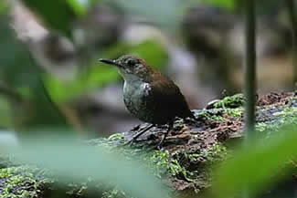 Nachtegaalwinterkoning - Microcerculus marginatus