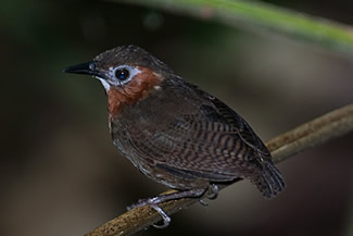 Pacifische orpheuswinterkoning - Cyphorhinus phaeocephalus Pacifische orpheuswinterkoning - Cyphorhinus phaeocephalus