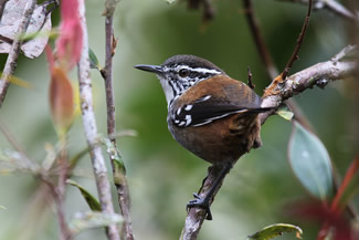 Peruaanse boswinterkoning - Henicorhina leucoptera Peruaanse boswinterkoning - Henicorhina leucoptera