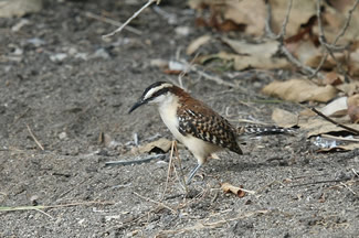 Roodnekwinterkoning - Campylorhynchus rufinucha