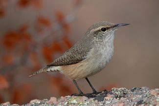 Rotswinterkoning - Salpinctes obsoletus Rotswinterkoning - Salpinctes obsoletus