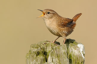 Winterkoning - Troglodytes troglodytes