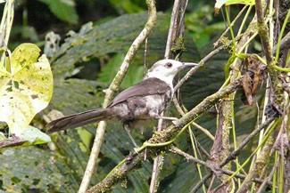 Witkopwinterkoning - Campylorhynchus albobrunneus