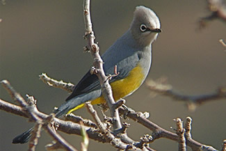 Grijze zijdevliegenvanger - Ptilogonys cinereus Grijze zijdevliegenvanger - Ptilogonys cinereus