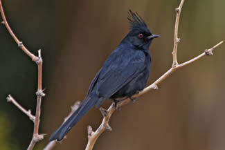Zwarte zijdevliegenvanger - Phainopepla nitens Zwarte zijdevliegenvanger - Phainopepla nitens