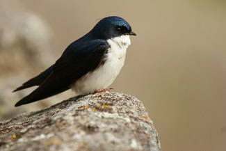 Blauwwitte zwaluw - Notiochelidon cyanoleuca Blauwwitte zwaluw - Notiochelidon cyanoleuca