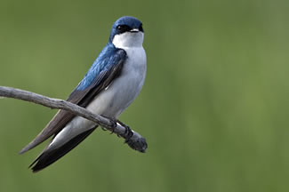 Boomzwaluw - Tachycineta bicolor Boomzwaluw - Tachycineta bicolor