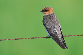 Bruinkopzwaluw - Alopochelidon fucata