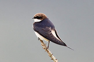 Grijsstuitzwaluw - Pseudhirundo griseopyga Grijsstuitzwaluw - Pseudhirundo griseopyga