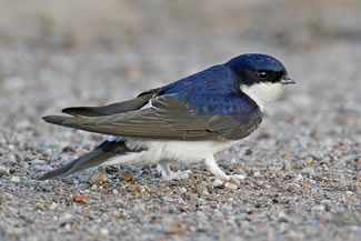 Huiszwaluw - Delichon urbicum Huiszwaluw - Delichon urbicum