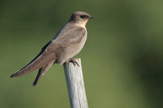 Kaapse rotszwaluw - Ptyonoprogne fuligula