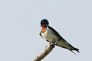 Roodkeelzwaluw - Hirundo lucida