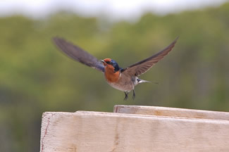 Welkomzwaluw - Hirundo neoxena Welkomzwaluw - Hirundo neoxena
