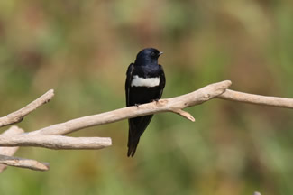 Witbandzwaluw - Atticora fasciata Witbandzwaluw - Atticora fasciata