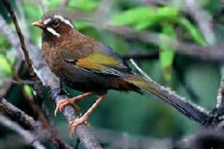 Bergjuweelbabbelaar - Ptilorrhoa leucosticta