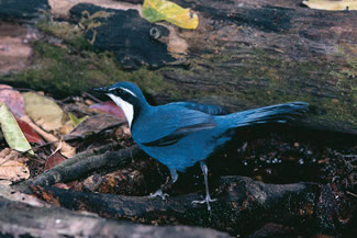 Blauwe juweelbabbelaar - Ptilorrhoa caerulescens