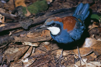 Bonte juweelbabbelaar - Ptilorrhoa castanonota