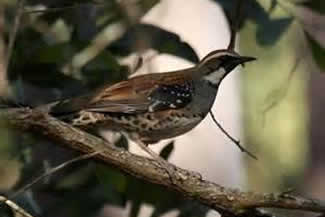 Roodrugkwartellijster - Cinclosoma castanotum