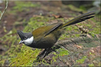 Zwartkopzwiepfluiter - Psophodes olivaceus