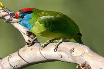 Blauwwang Baardvogel