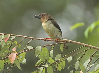 Bruine baardvogel - Caloramphus fuliginosus