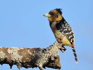 Kuifbaardvogel of druppelvlekbaardvogel - Trachyphonus vaillantii
